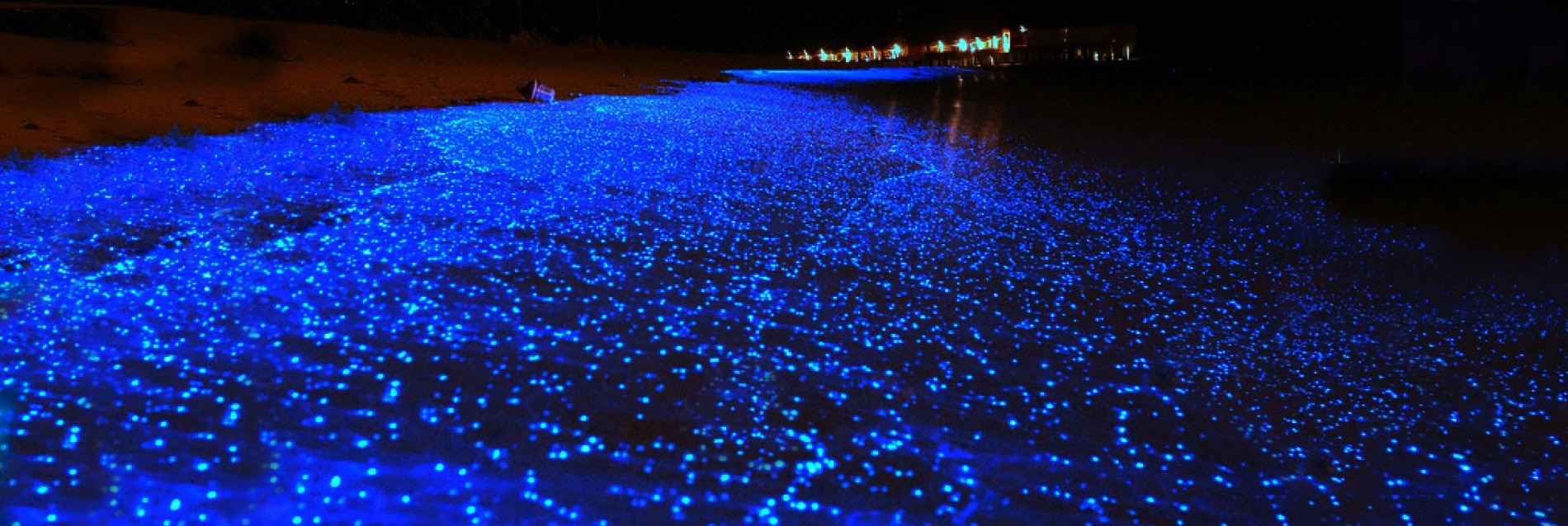 Bioluminescence