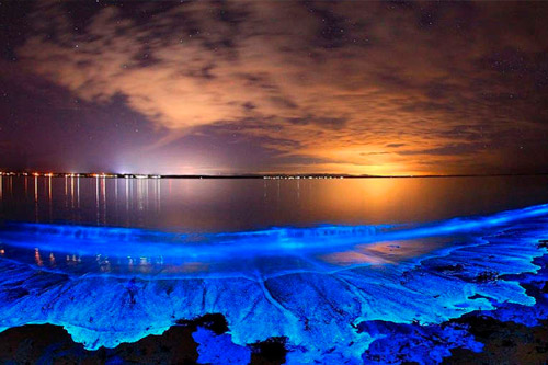 Bioluminescence