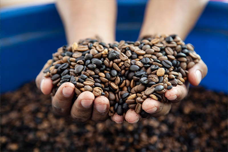 Coffee Farms & Waterfalls