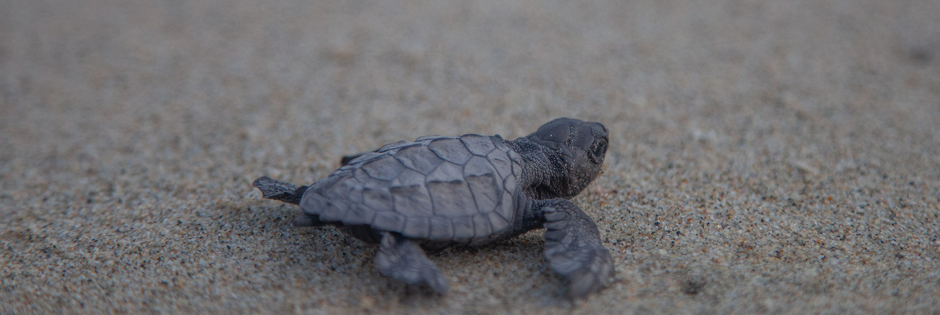 Liberación de Tortugas